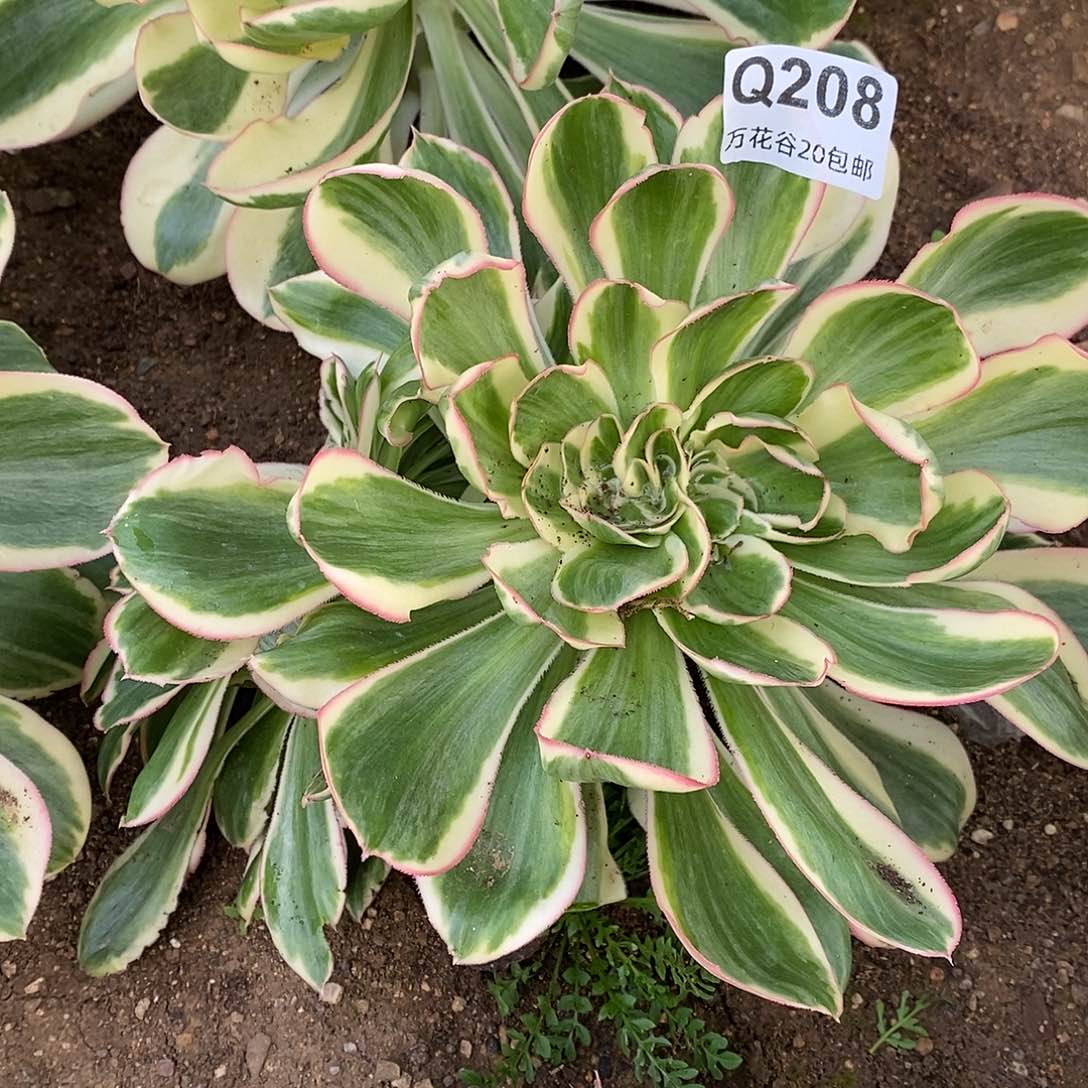 208燕姿锦缀多肉植物