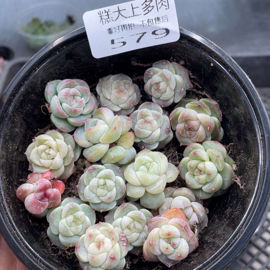 糕大上多肉植物579