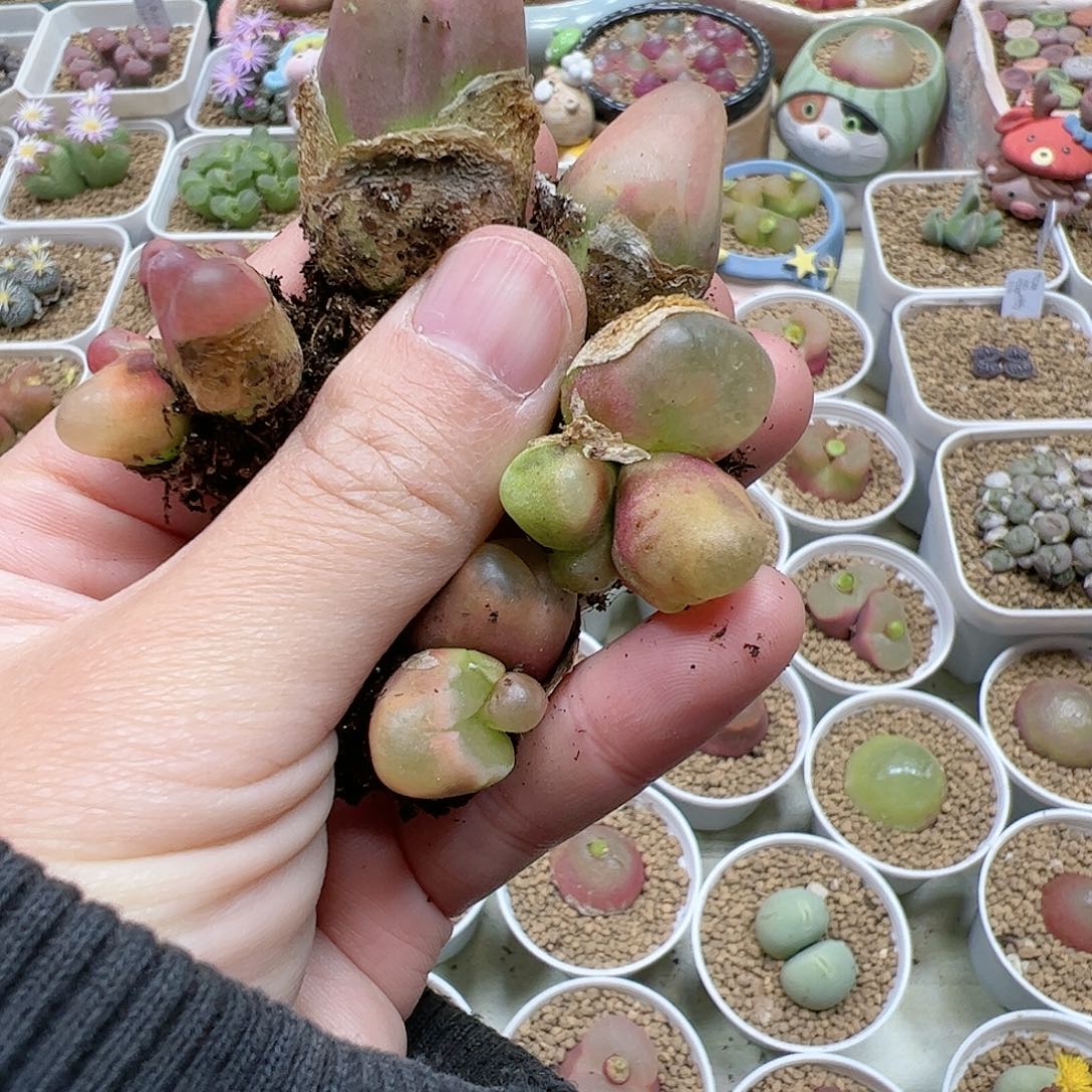 【闪购商品】爱*189 一起