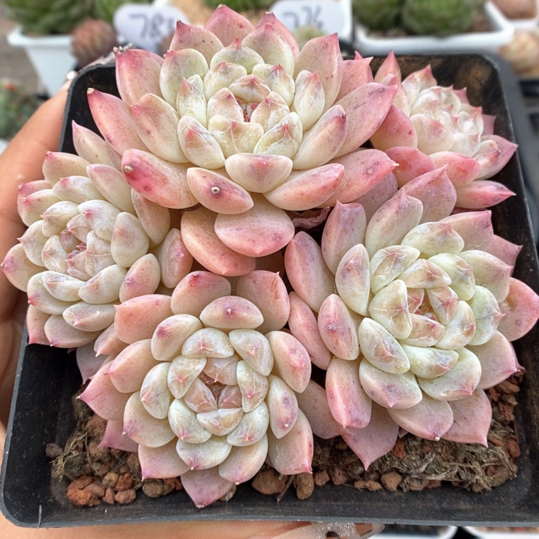 糖心粉魄群生可拍9880号