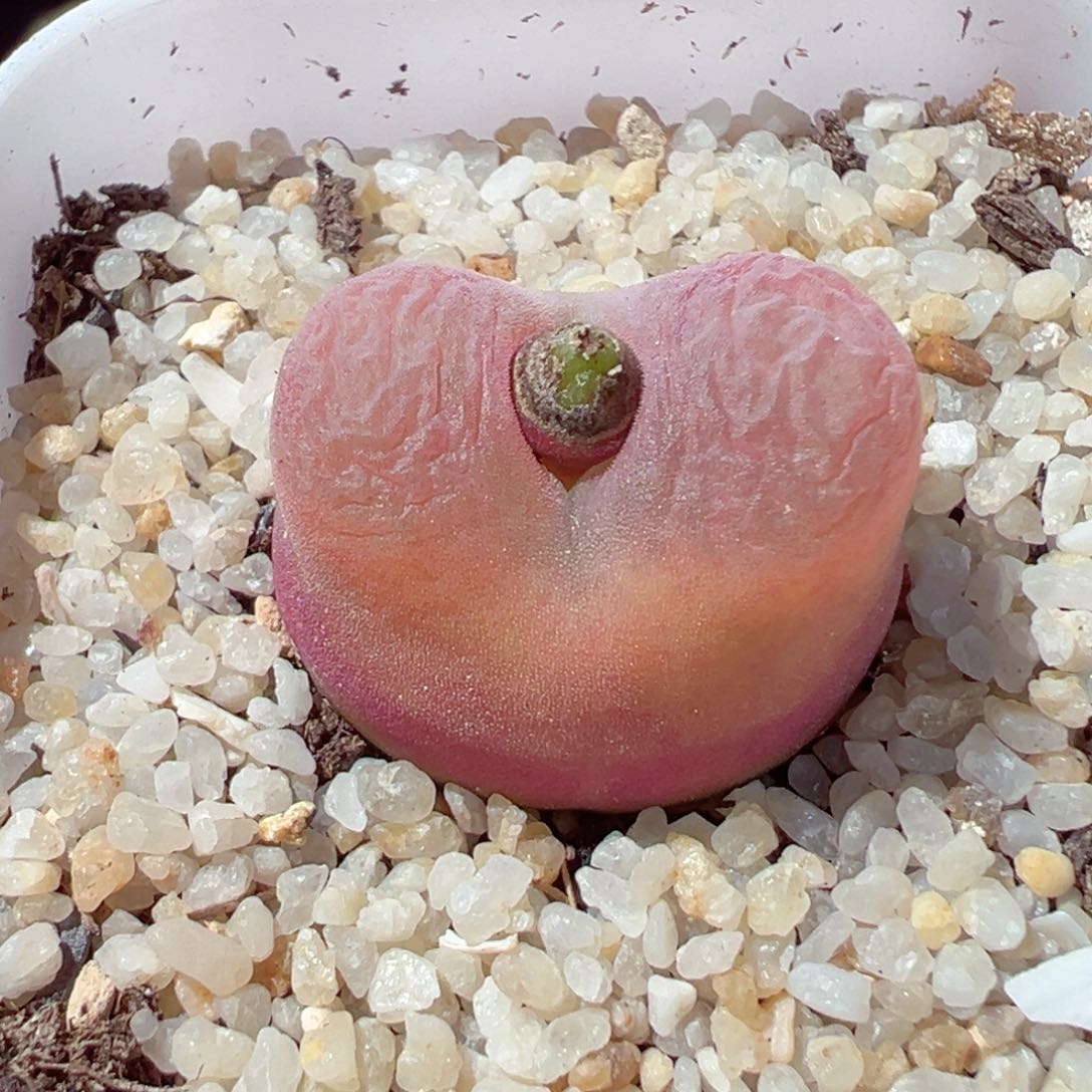 113-211.我的小伙伴