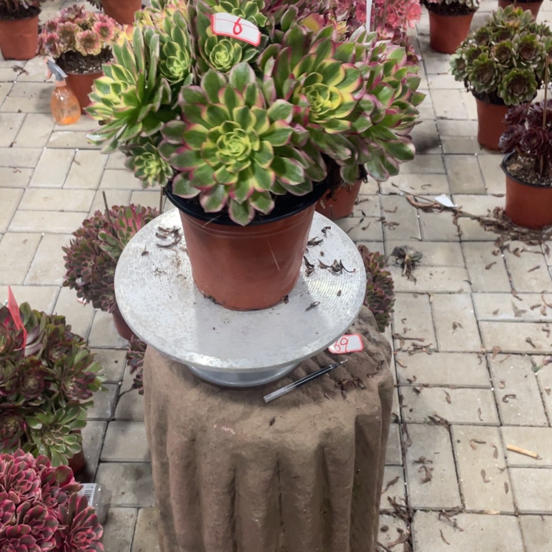 法师多肉植物等多