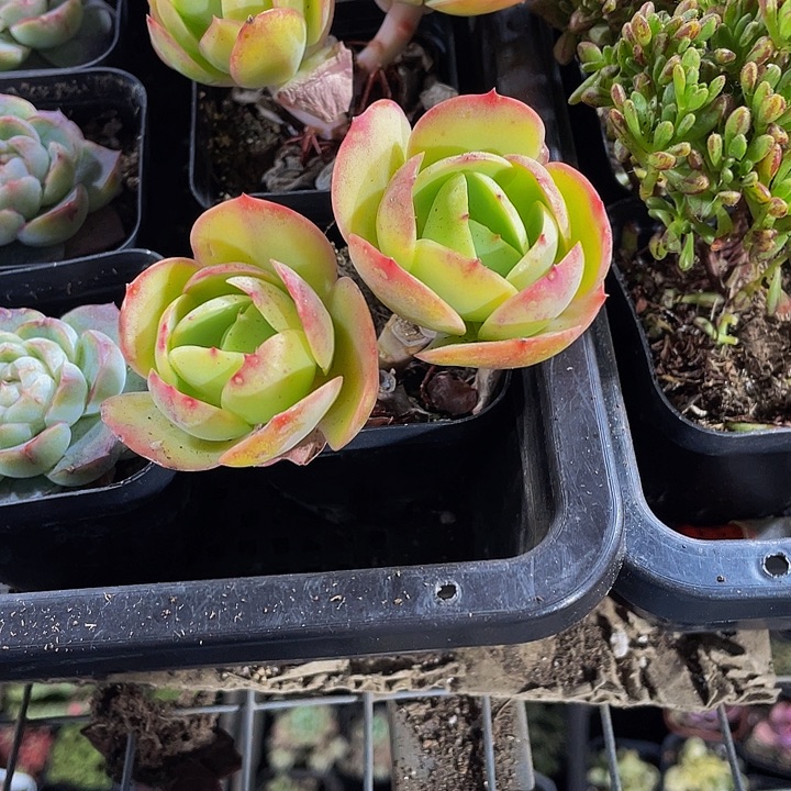 双头碧桃带盆土发货