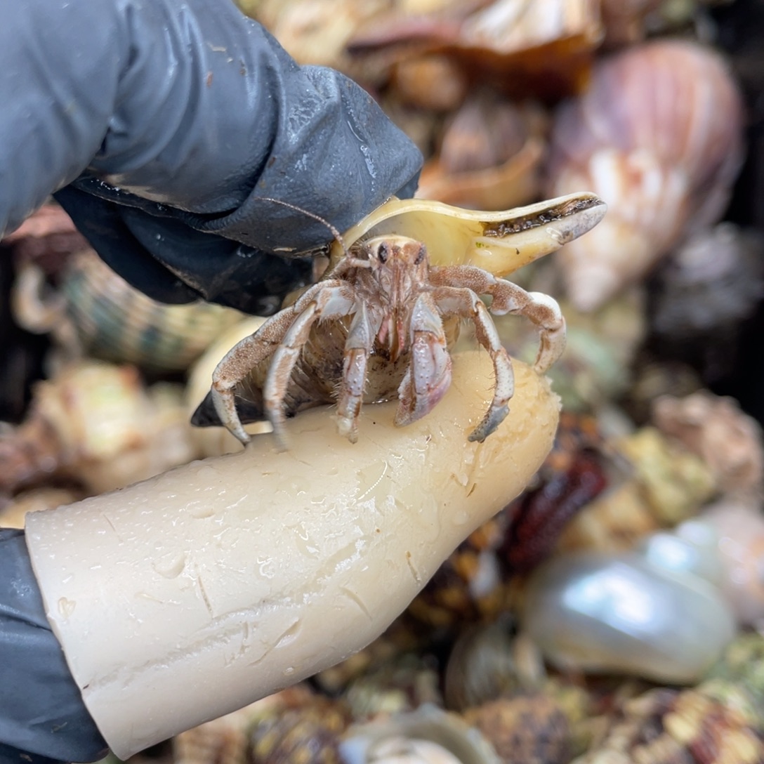 不退不换活体宠物85