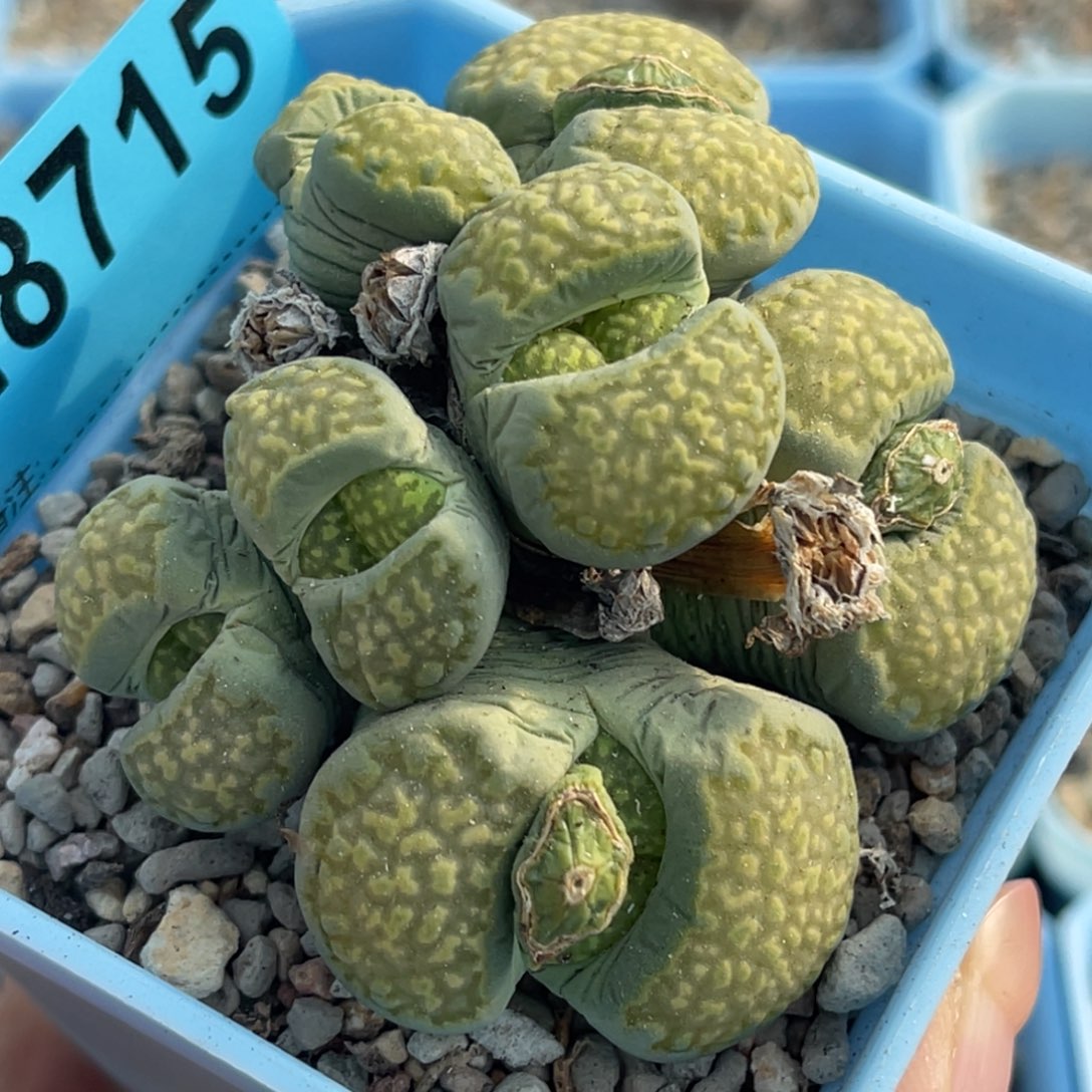 8715七头网纹寿丽群一颗