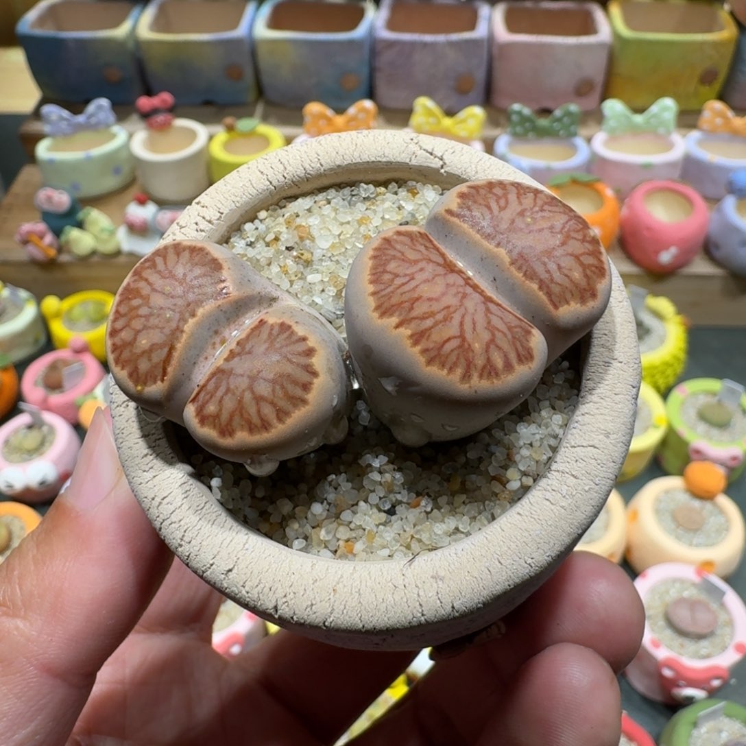 蘑菇1081菊纹章多肉植物