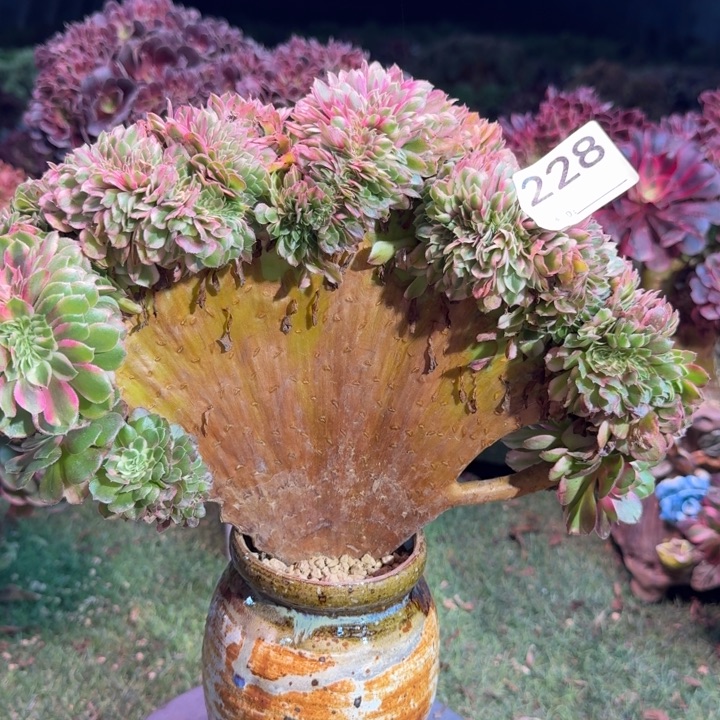 荔枝法师锦缀化微瑕228