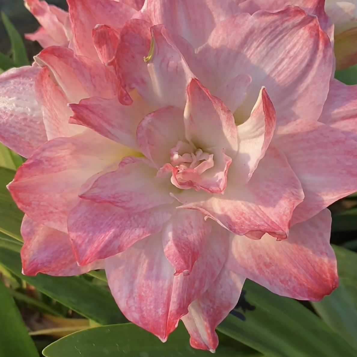 （浪漫嫁衣）重瓣朱顶红种球朱顶红送肥料