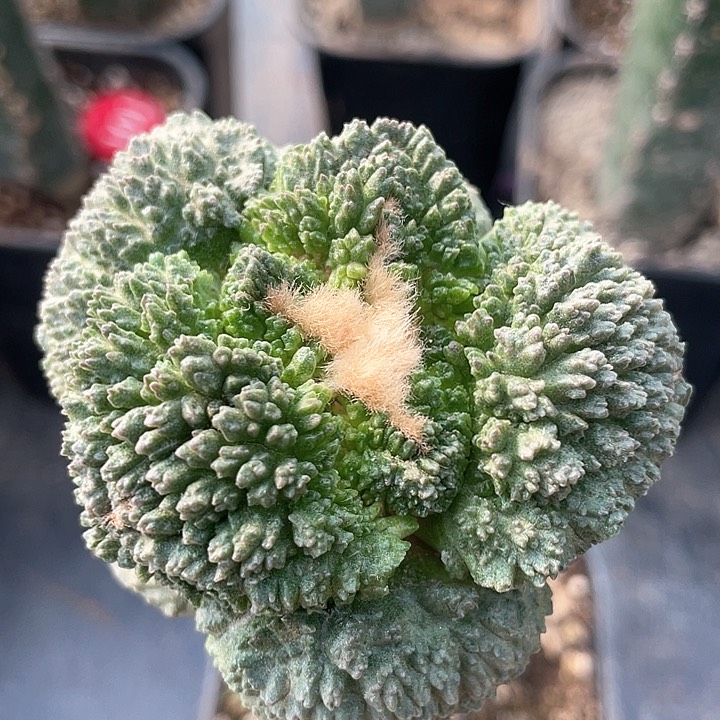 哥斯拉7公分仙人球145