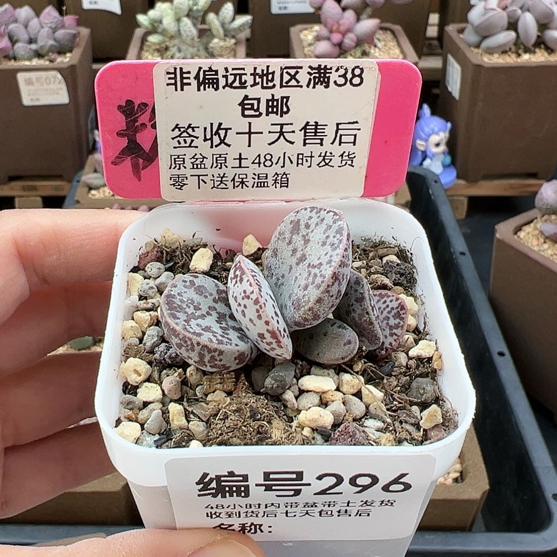 296巨型花蛋多肉