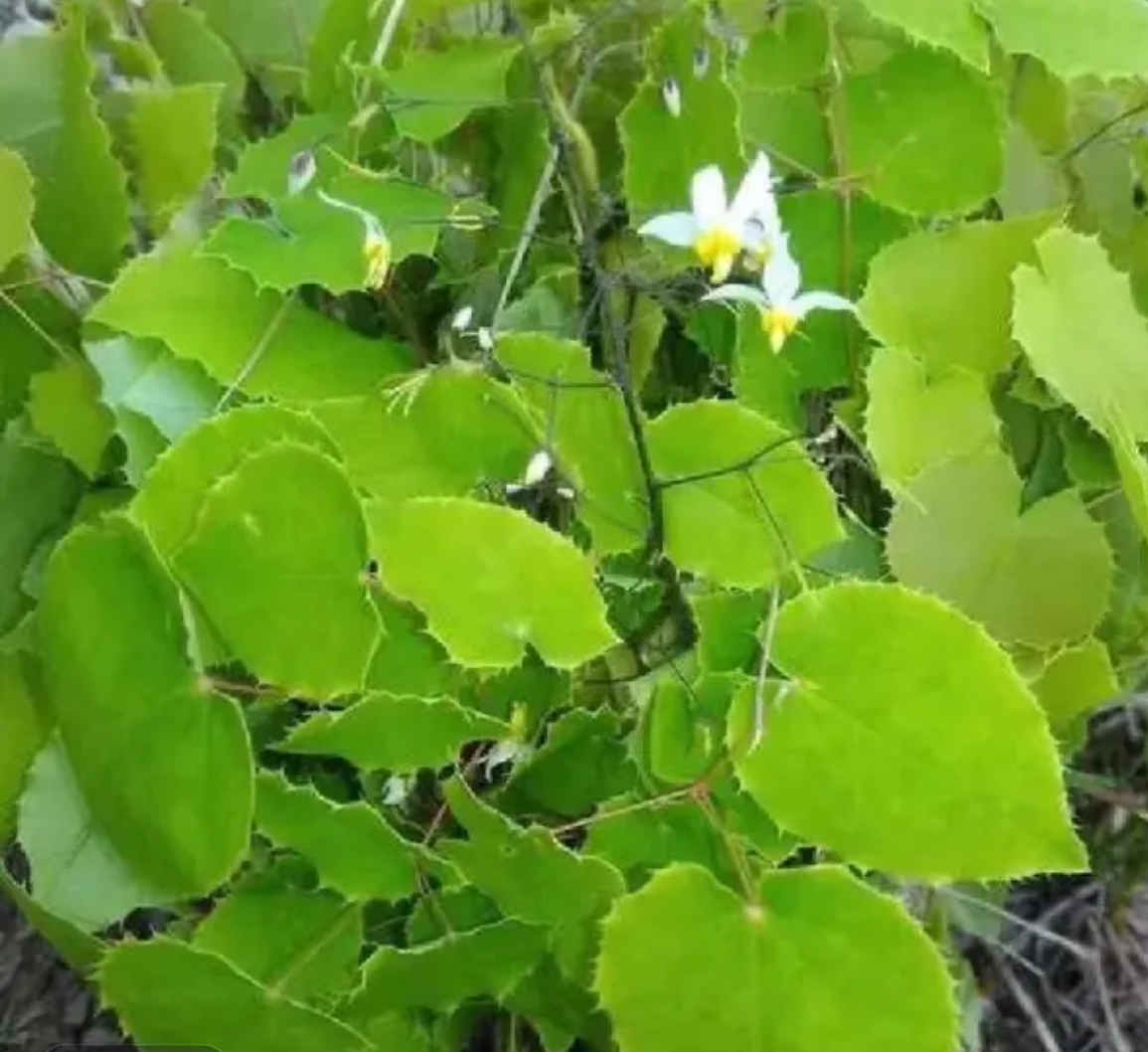 甘肃大山三枝九叶草党参产地直销