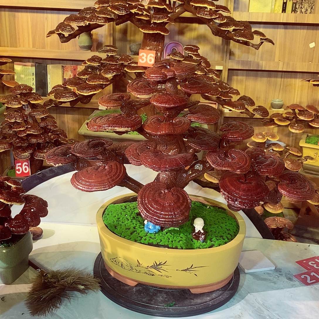 缘***灭无花朵发财树发财树发财树