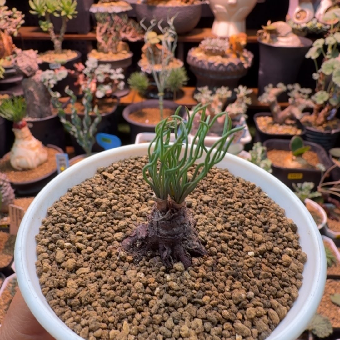 大方便面弹簧草031 仙人掌