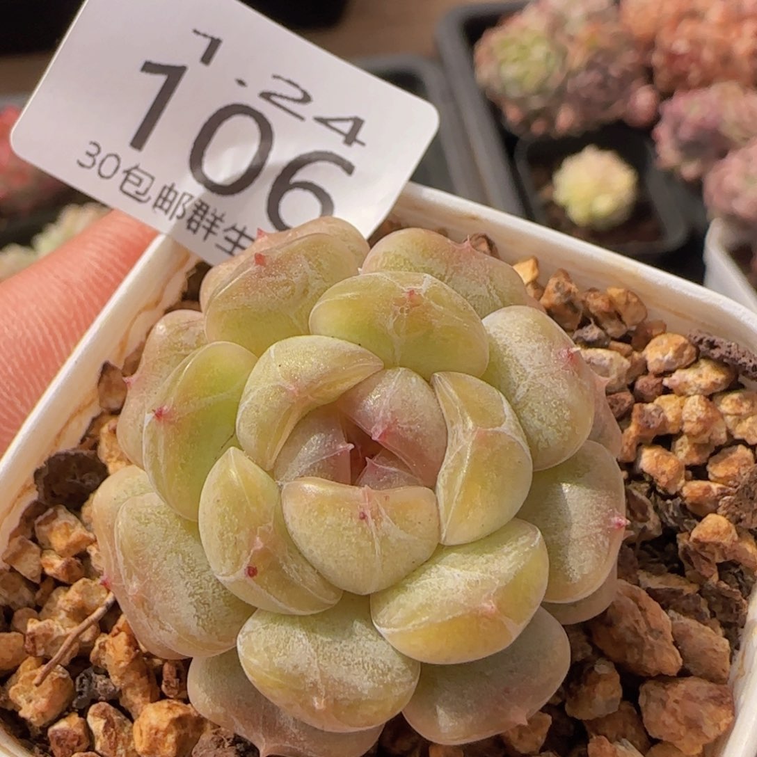 白色恋人单头一颗脱土