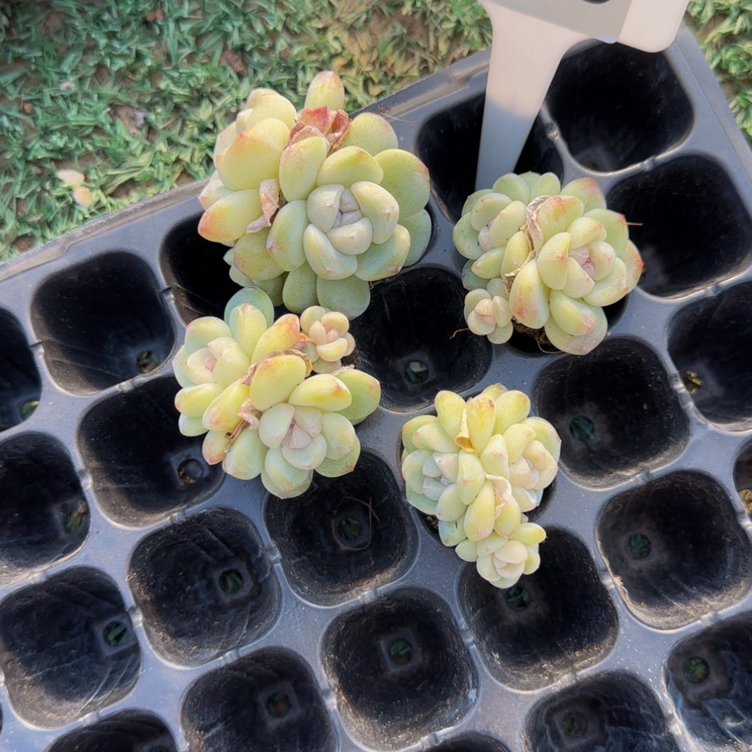 就***末238号紫心冰玉一物一拍组合特价