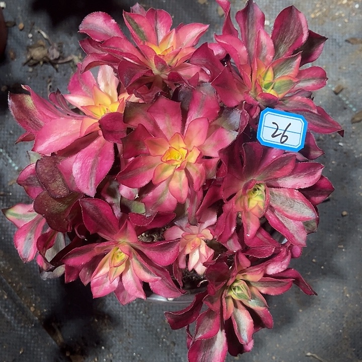 26魅影丛林砍过法师