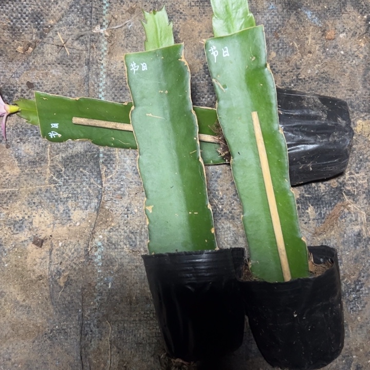 节日狂欢嫁接单片小苗一颗