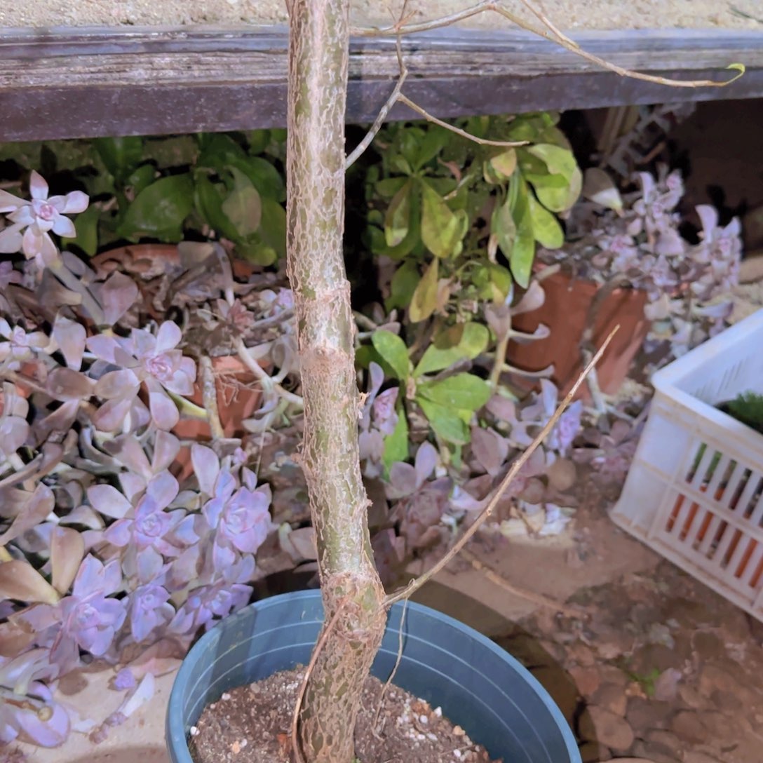 佩***吉块根植物块根植物