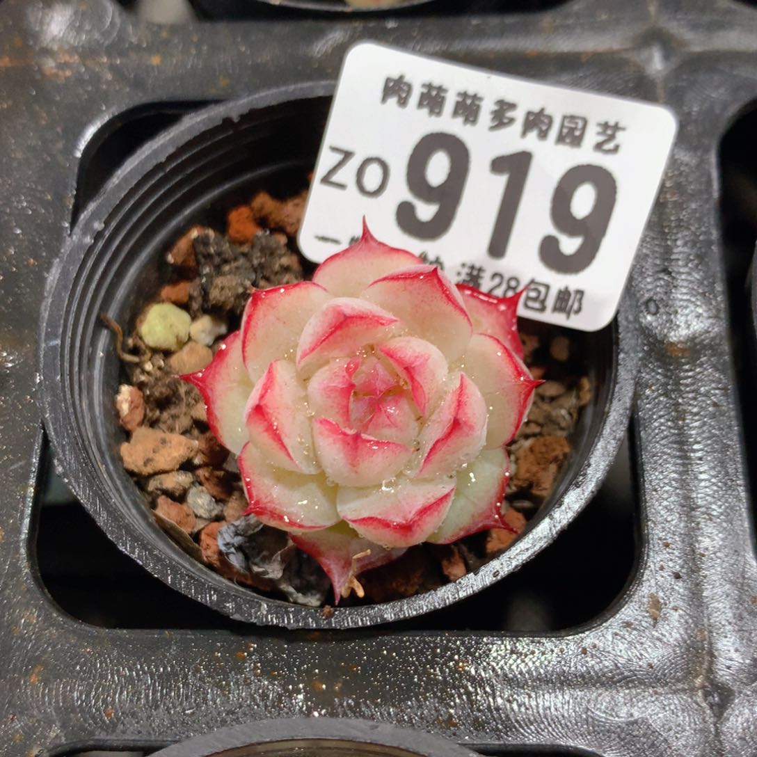 5CM拇指盆精控多肉ZO919