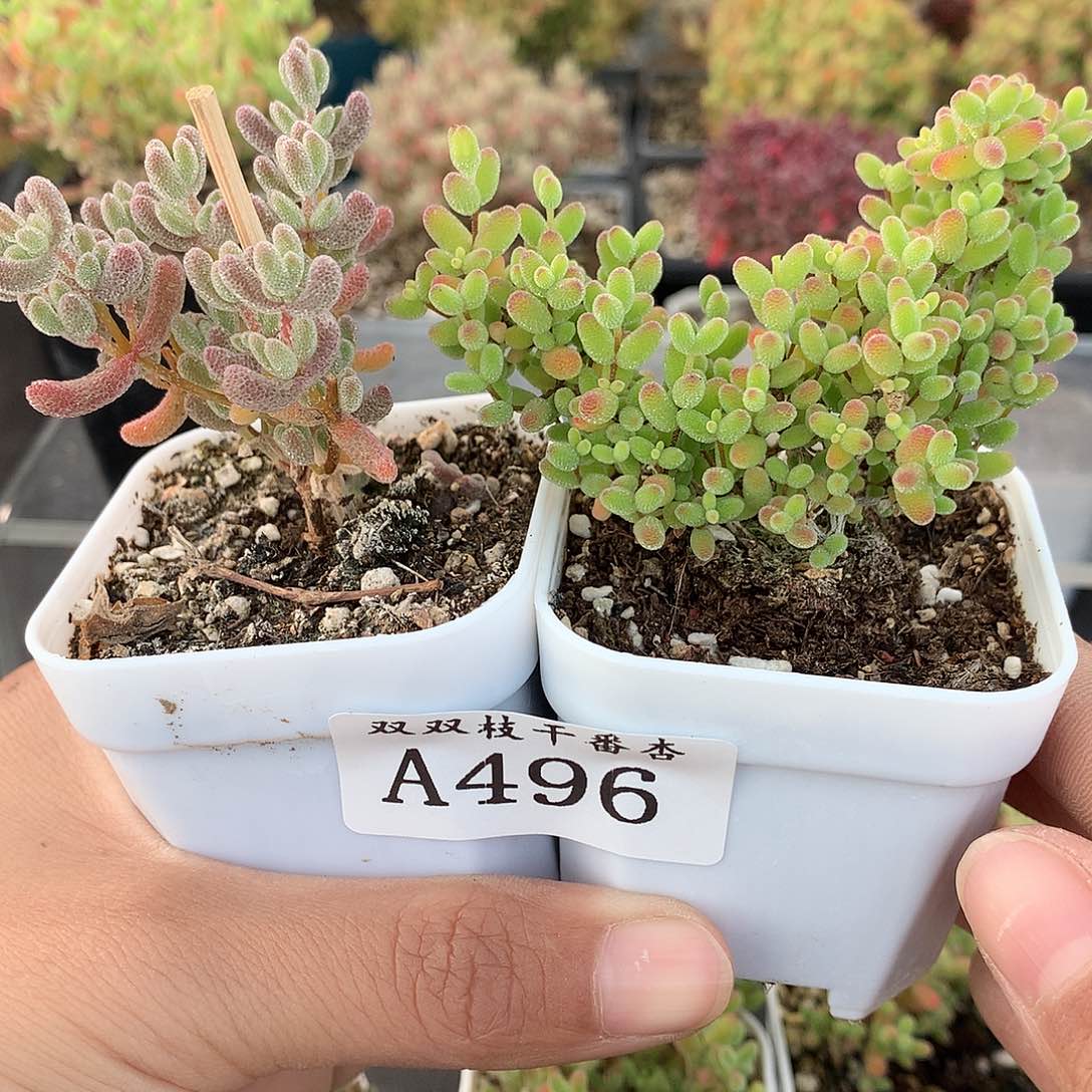 余*496蜜橘冰晶。             