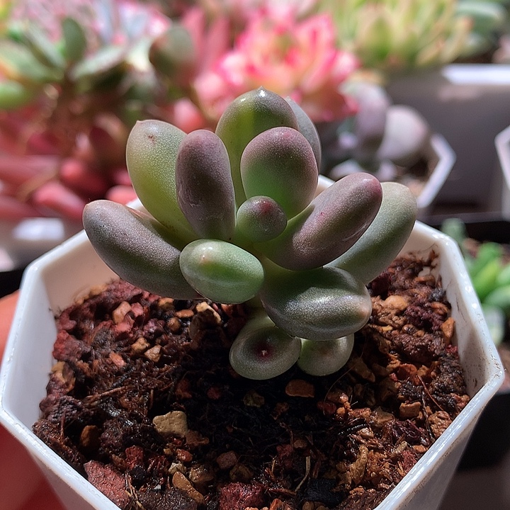 奶酪锦锦拉丝锦锦