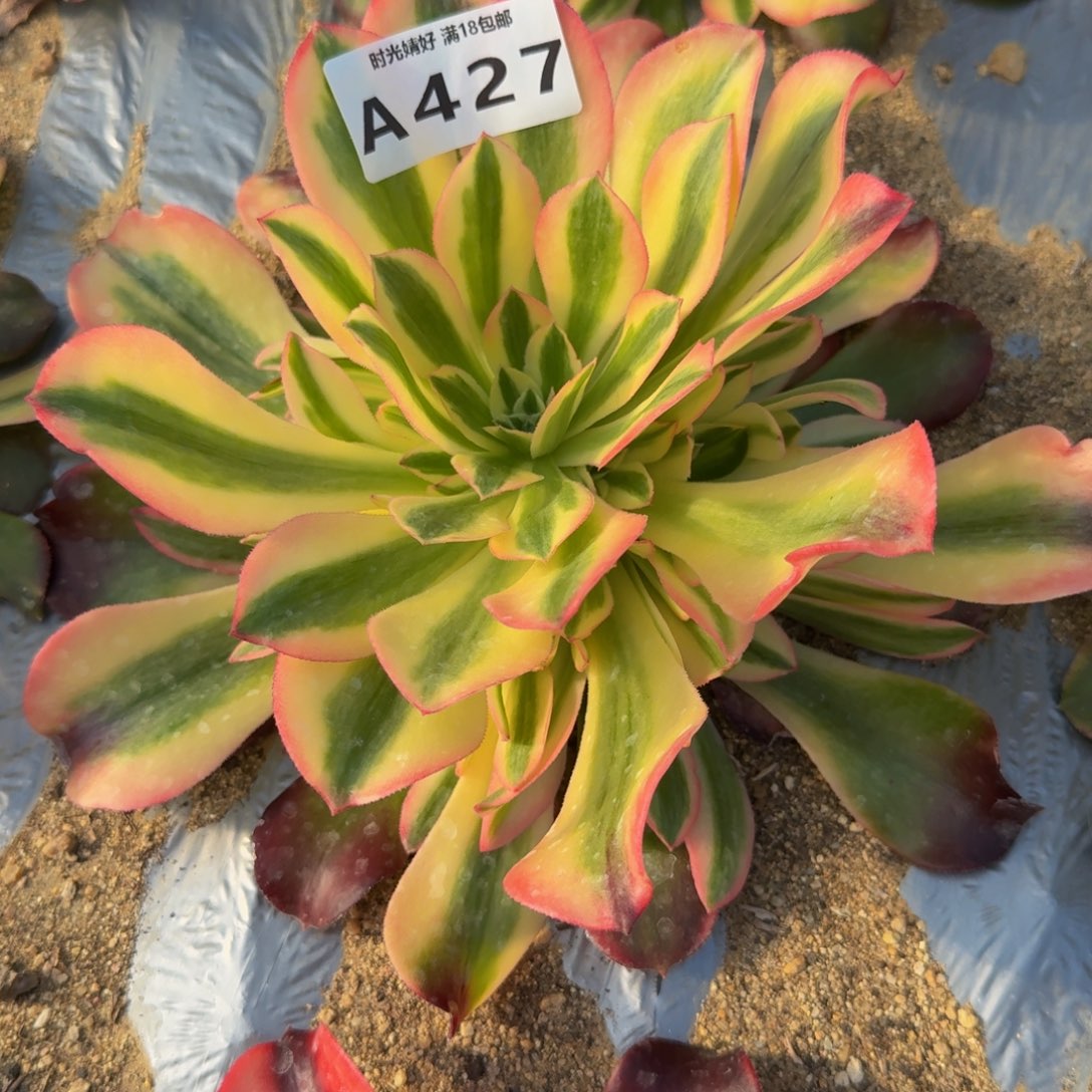 用***心427香妃到春。多肉植物