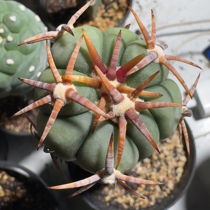 精品花王苗接牛角刺仙人球