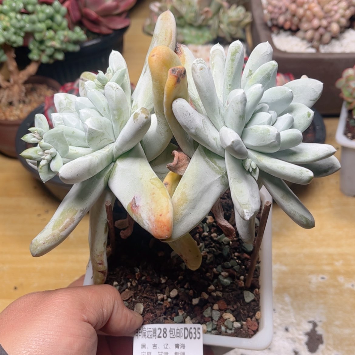 【闪购商品】635拇指