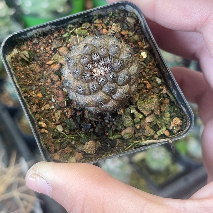 实生龙爪属仙人球