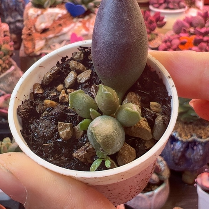 一物一拍感谢支持