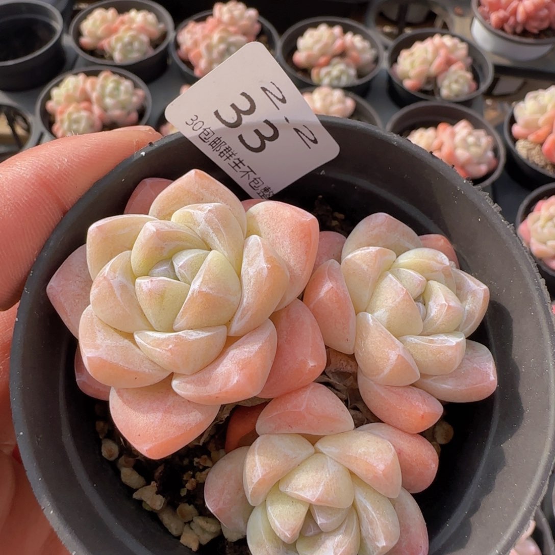 25三头趴地冰玉一颗