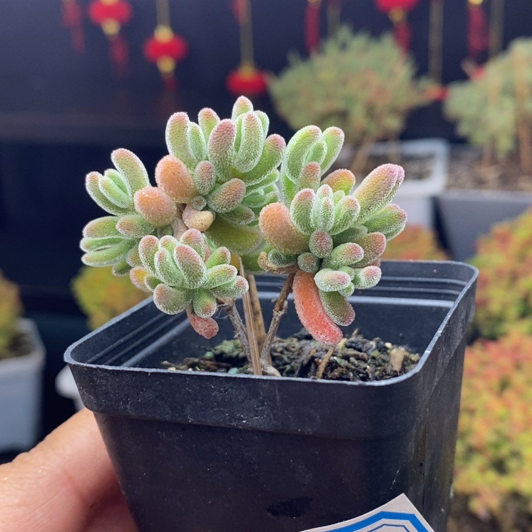 253号实生红叶枝干