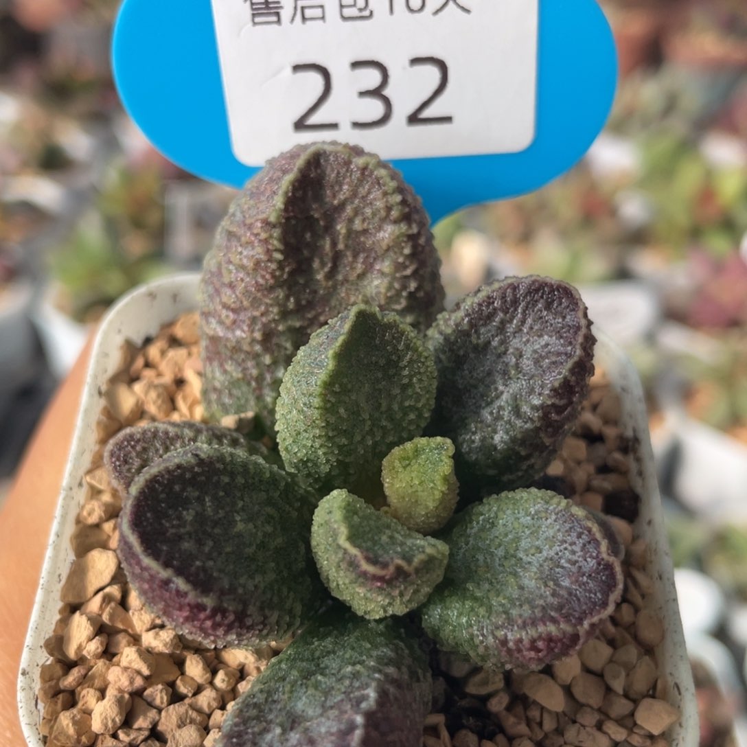      紫电。      232。 