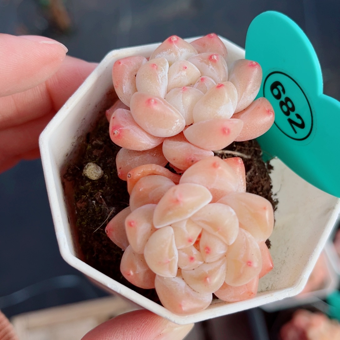 628号小老桩糖心双头