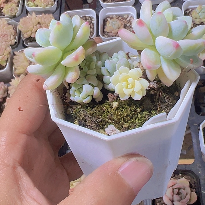 劳尔锦精品多肉植物