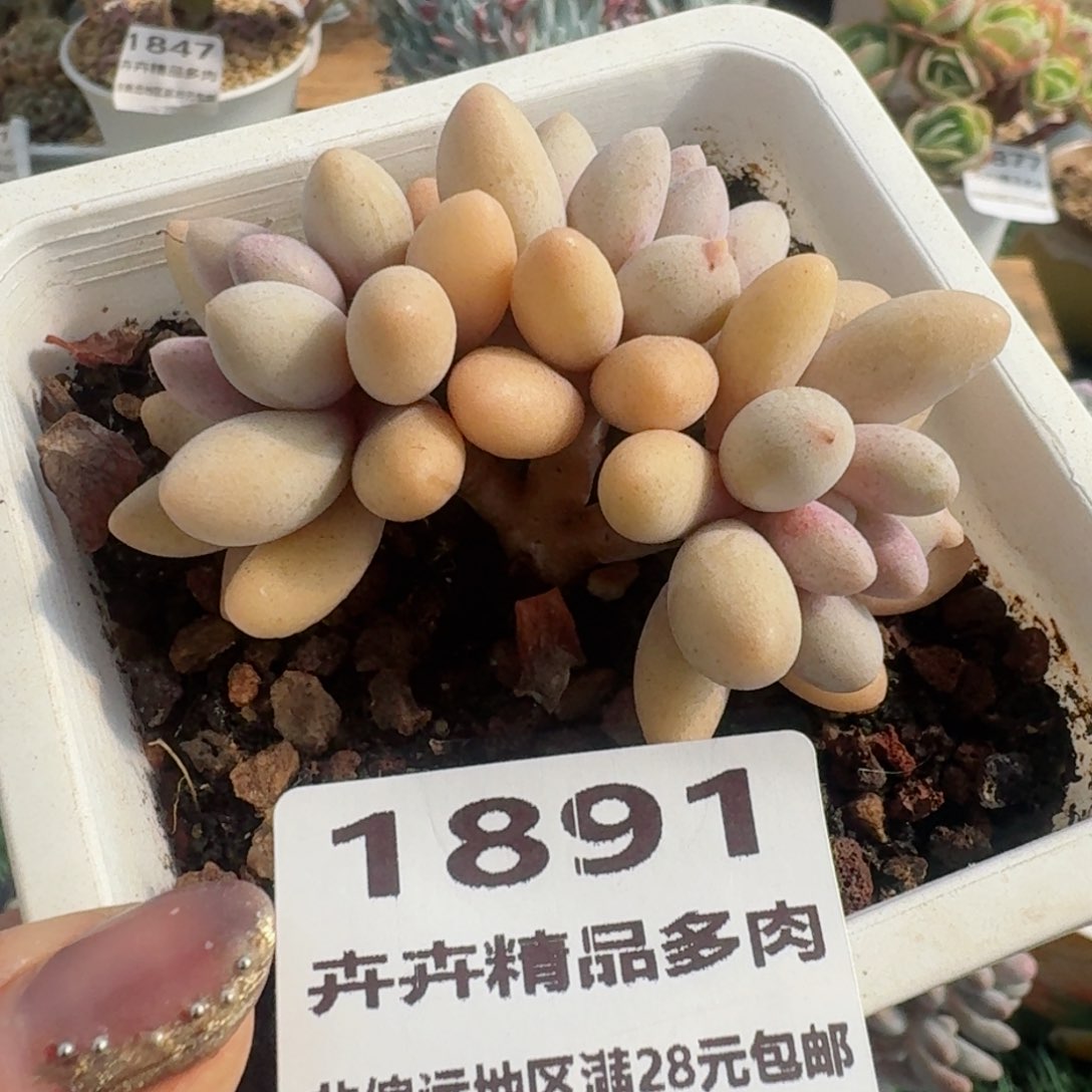 1891一物一拍（满28包邮）