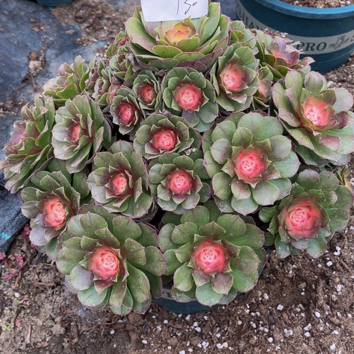 多肉植物老庄法师