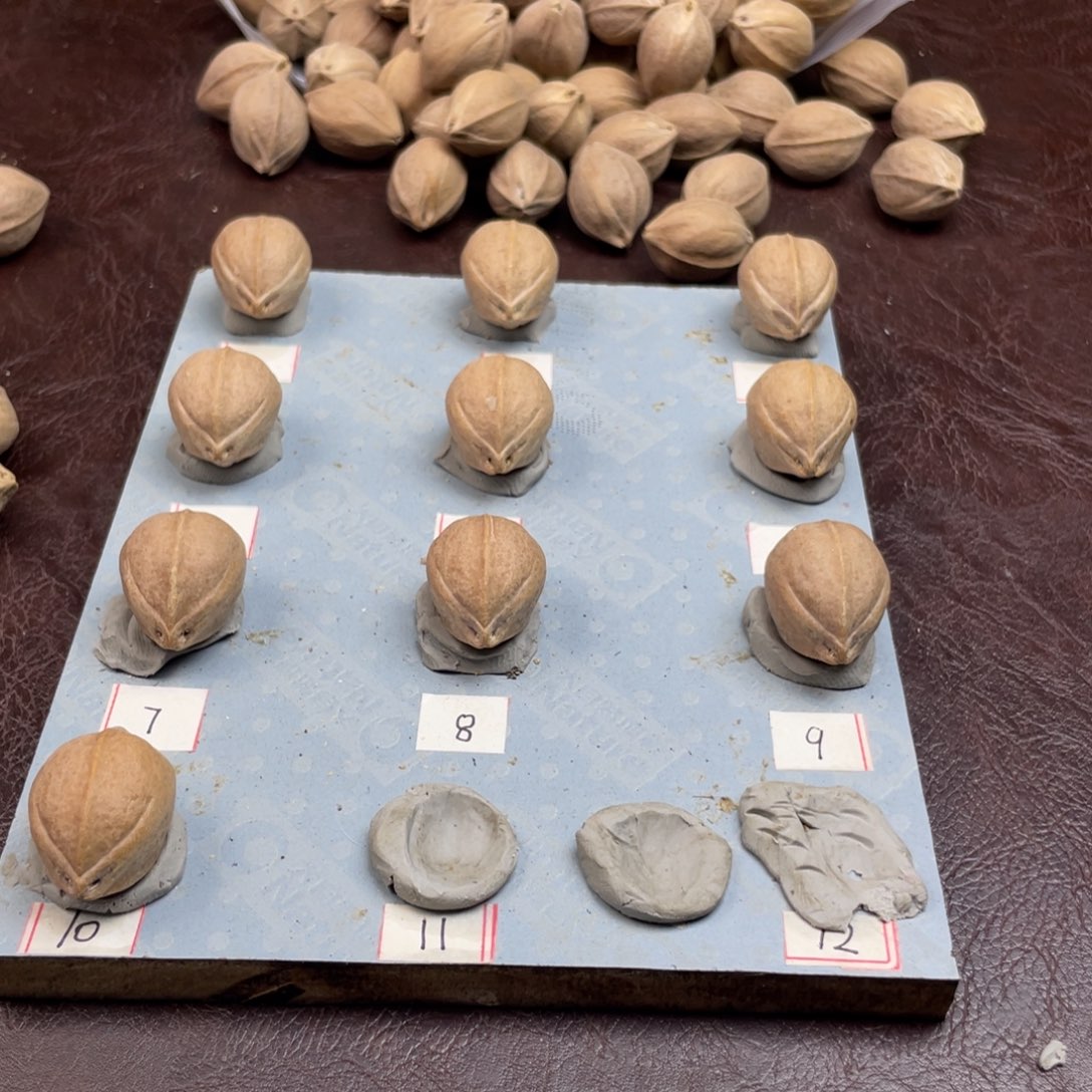 手串/手链橄榄核X*！20.28梅林铁核