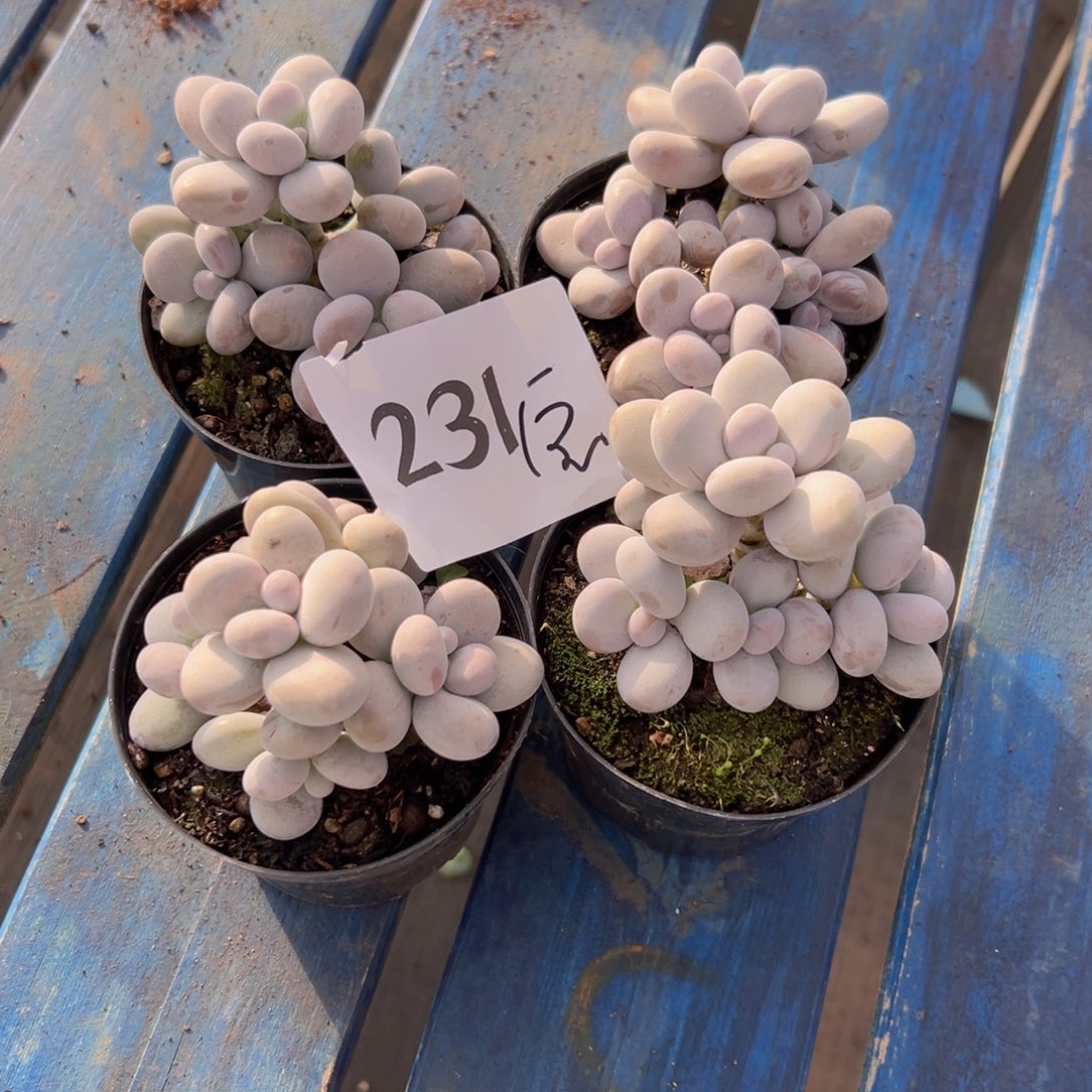 小*宝231，好吃好吃好吃胡吃海喝