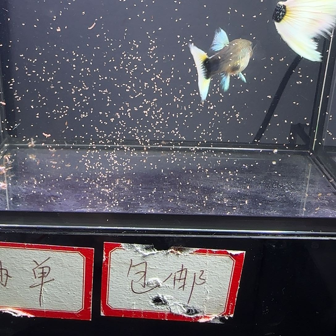 孔雀鱼黄礼服一对