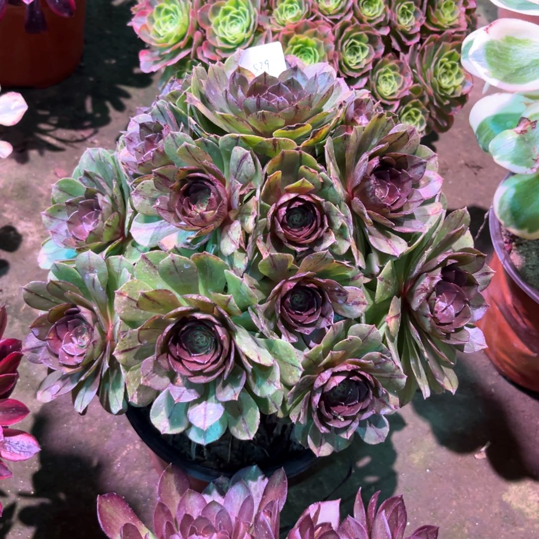 多肉植物万拉丝529