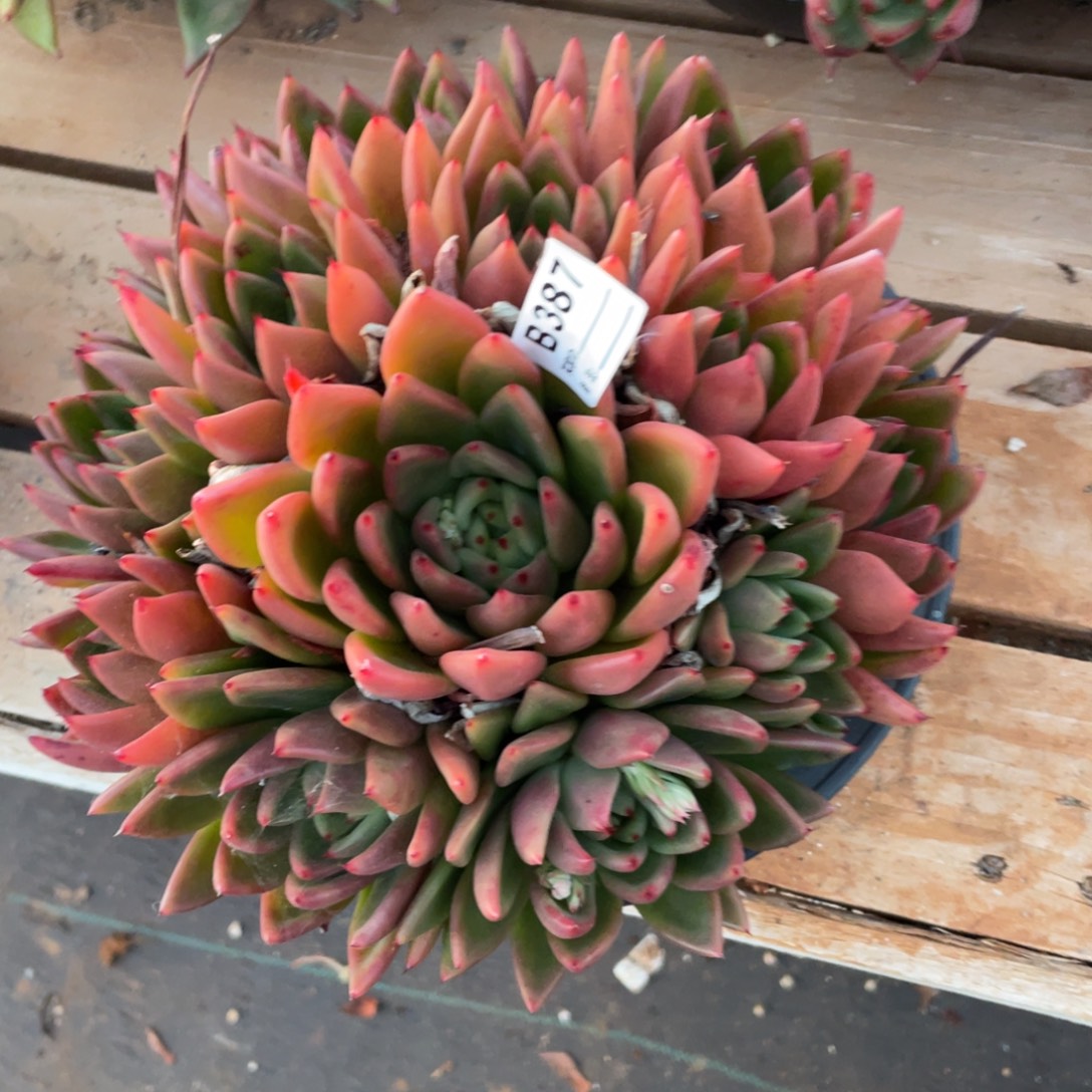 用***3无花朵若茹东云单拍B387