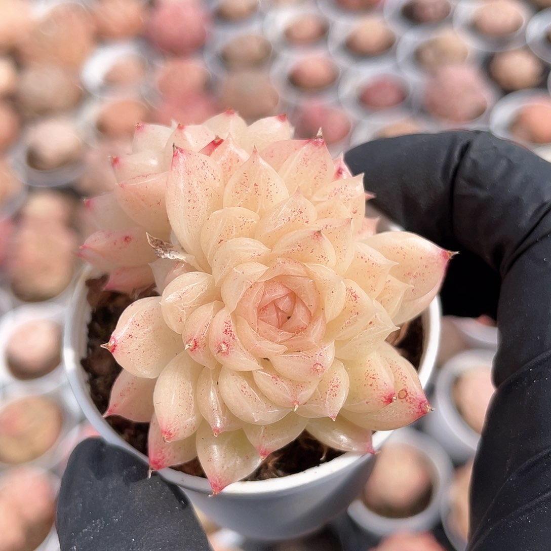 优选麦秆叠叶433