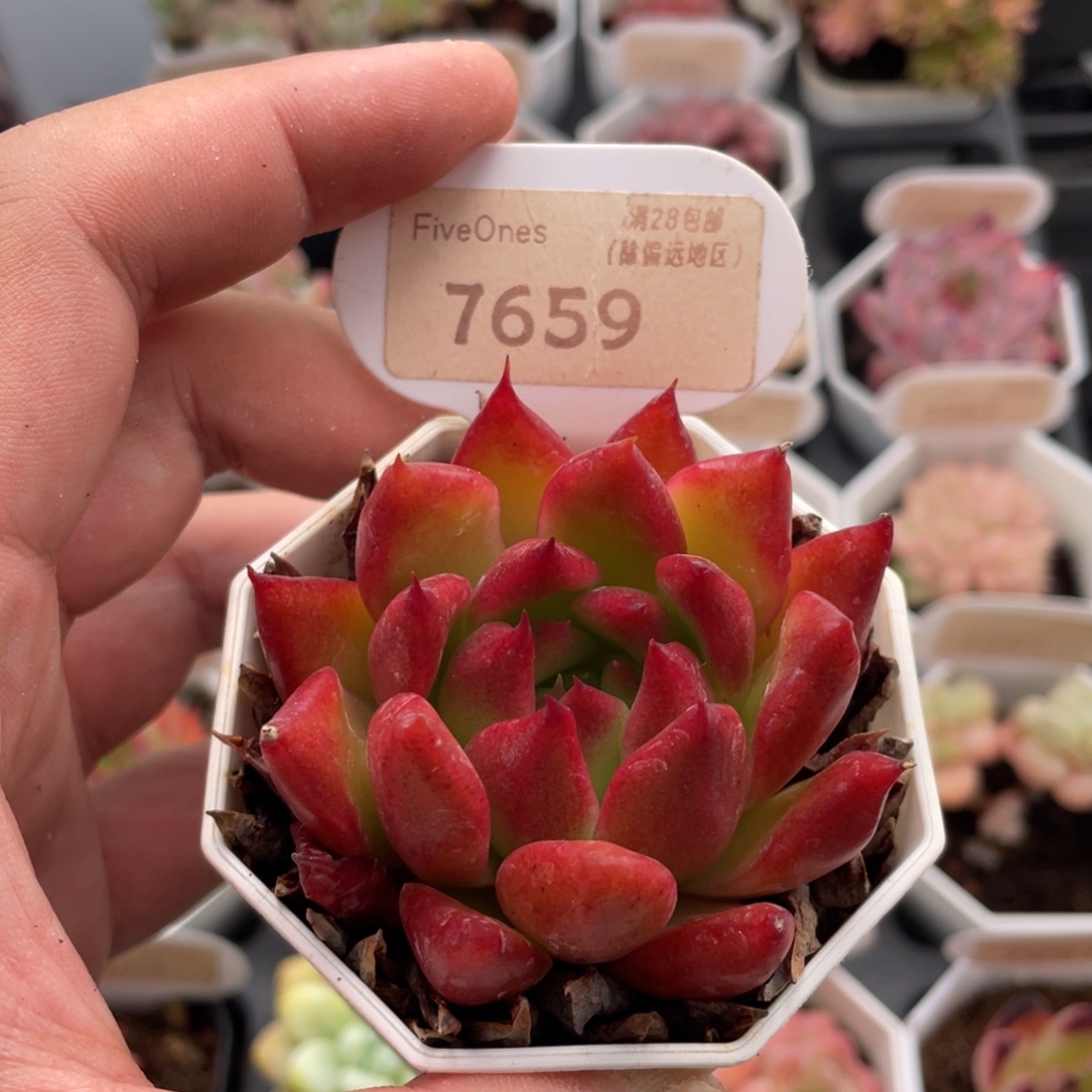 弗兰克7659-6厘米