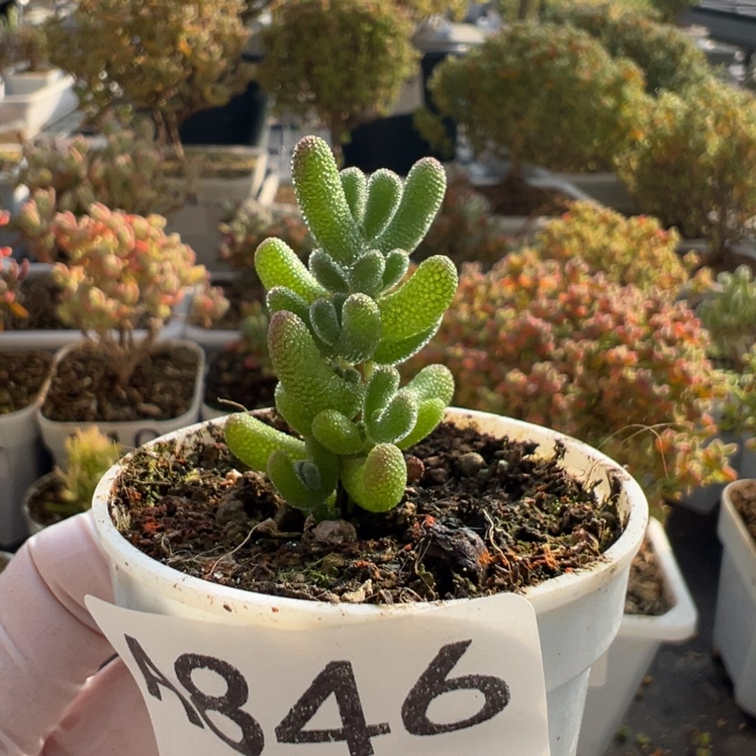 污***巴A846冰冰虾枝干一物一拍