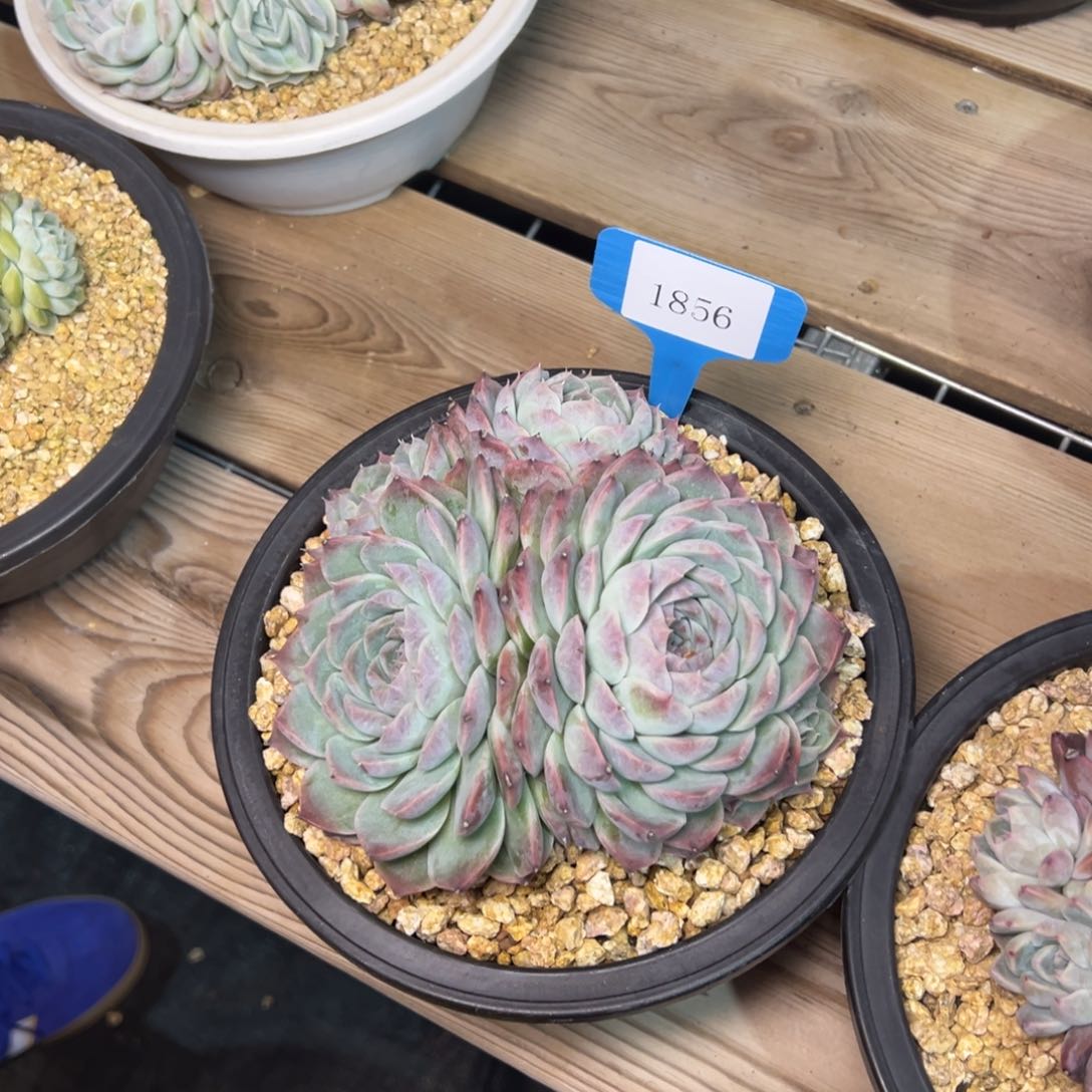 肉*1856肉多么多么多校长