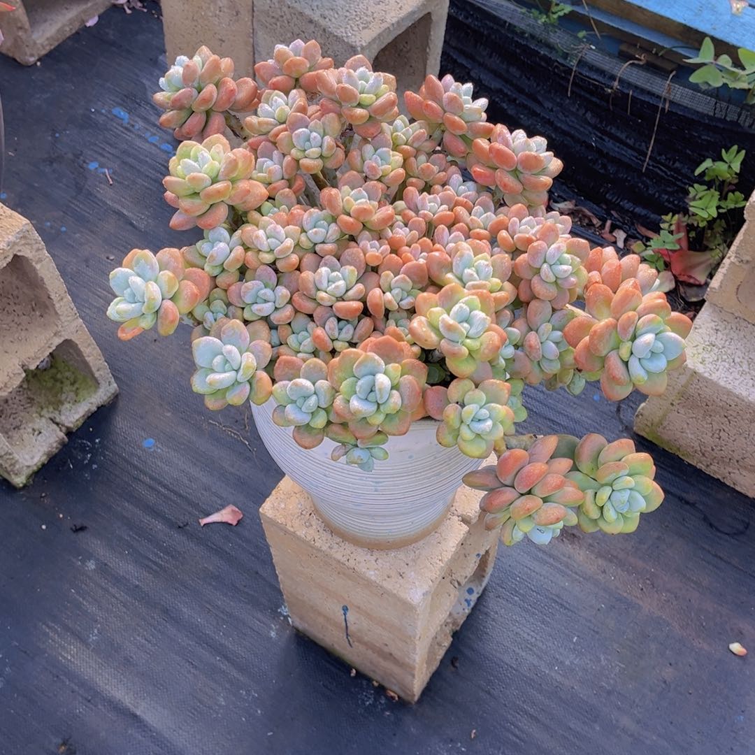 燕*子洛神带盆物流到付