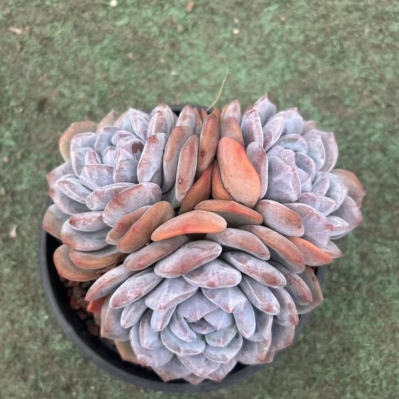 新货精控三头起星影带盆土       多肉