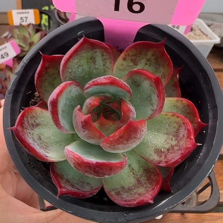 16 惊鸿仙子多肉植物