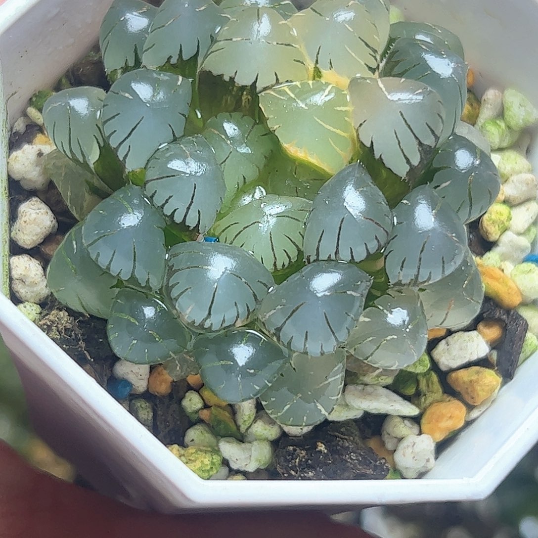 冰灯五公分十二卷多肉